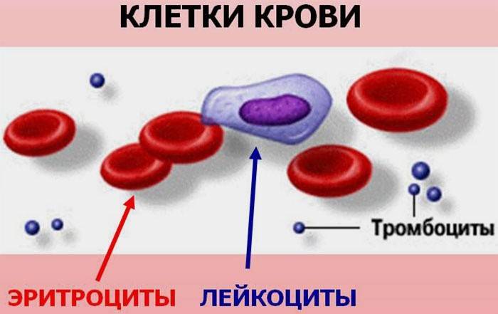 Соя в крові: норми, причини підвищення і зниження ШОЕ