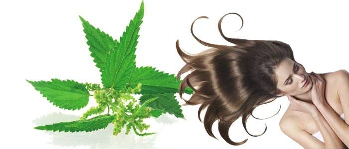 Кропива для волосся - полоскання відваром, рецепти для зростання і зміцнення, фото до і після, відео