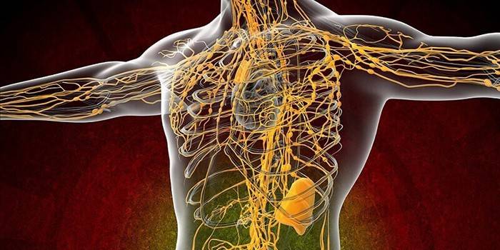 Лімфатична система - анатомія, схема руху лімфи, діагностика хвороб і лікування
