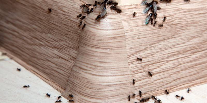 Bros від мурах: інструкція та відгуки