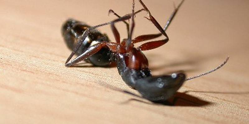 Фенаксин від мурах: застосування засобу, відгуки