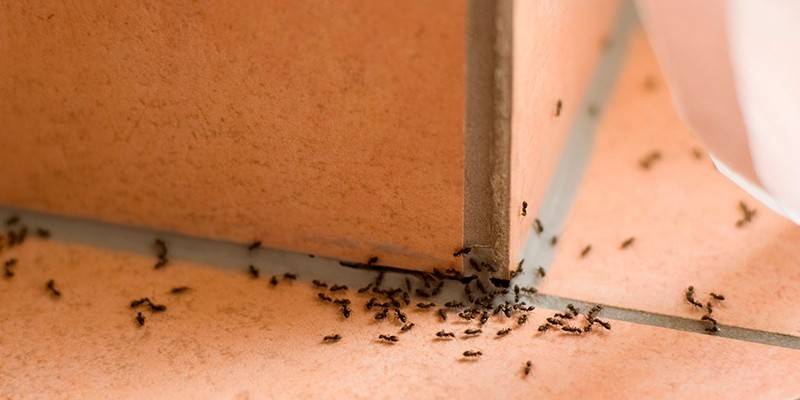 Допомагає кориця позбутися мурах