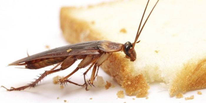 Знищення тарганів - як позбутися від комах назавжди