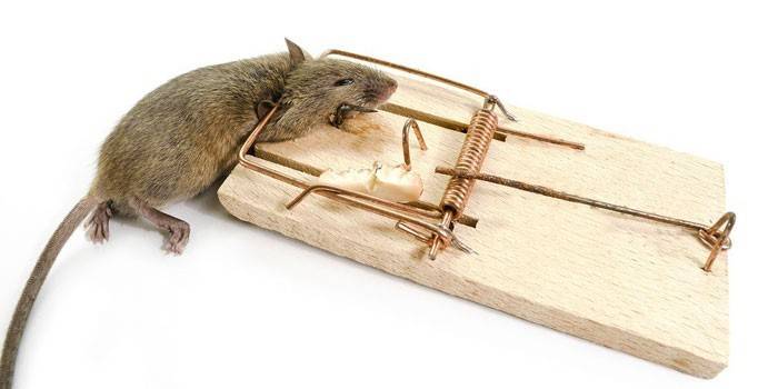 Як позбутися від щурів: ефективні засоби для боротьби з гризунами