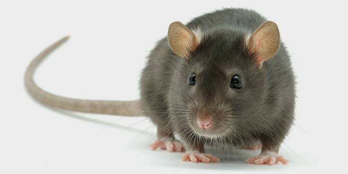 Як позбутися мишей в квартирі назавжди народними засобами