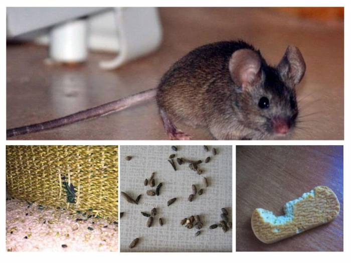 6 ефективних способів боротьби з мишами