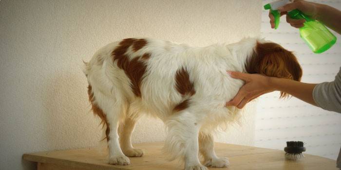 Сухий шампунь для собак - як вибрати за складом, виробника і ціною