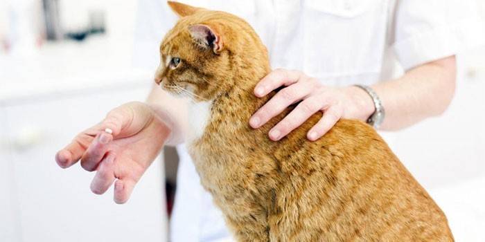 Комплекс вітамінів для кішок - огляд кращих препаратів з описом
