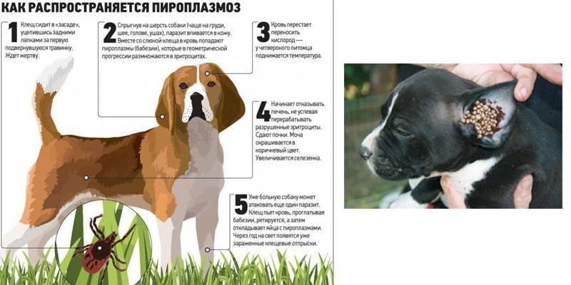 Симптоми піроплазмозу собак - ознаки бабезіозу