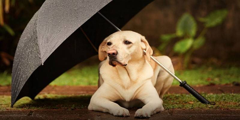 Спрей від кліщів для собак: кращі препарати для захисту від паразитів