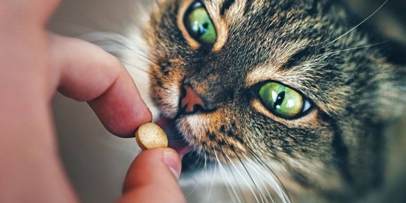 Застосування таблеток від бліх для кішок