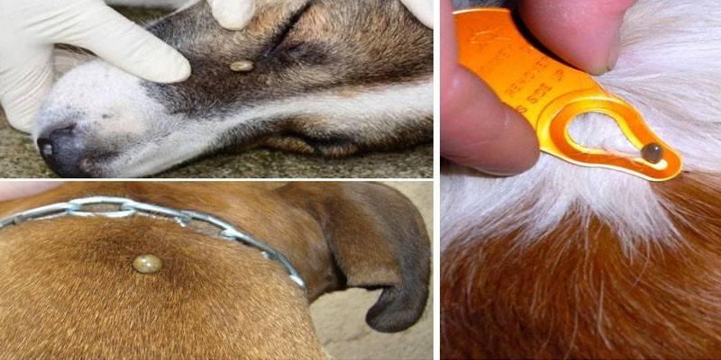 Симптоми укусу кліща у собак і наслідки