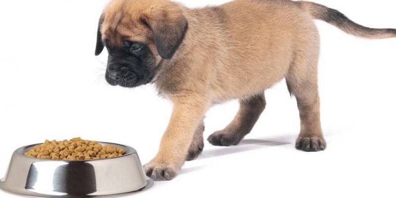 Норми годівлі собак сухим кормом - добове дозування по калорійності і бренду, режим харчування