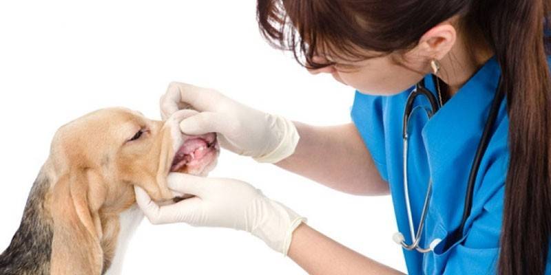 Зубний камінь у собак - чому з'являється, як прибрати ультразвуком або механічним способом, наслідки