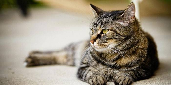 Сечокам'яна хвороба у кішок - ознаки та діагностика, варіанти лікування та профілактика