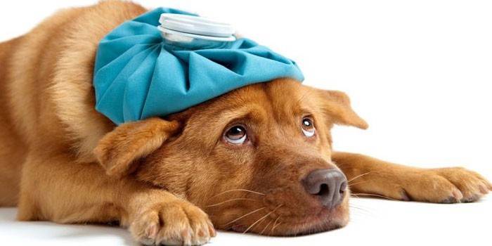 Цистит у собак - причини, ознаки та діагностика захворювання: як лікувати в домашніх умовах, профілактика запалення
