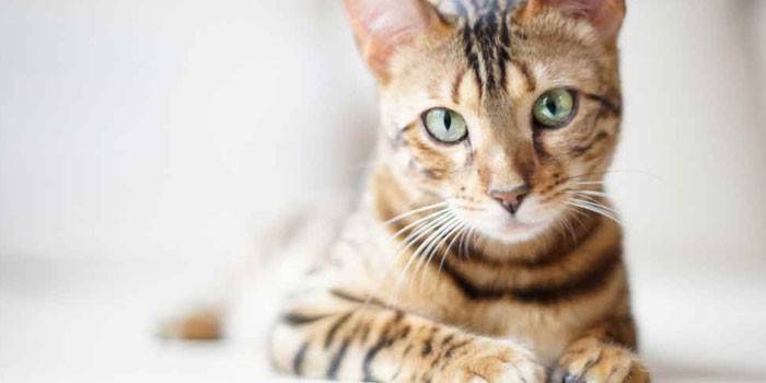 Цистит у кішок - види захворювання, причини і профілактика