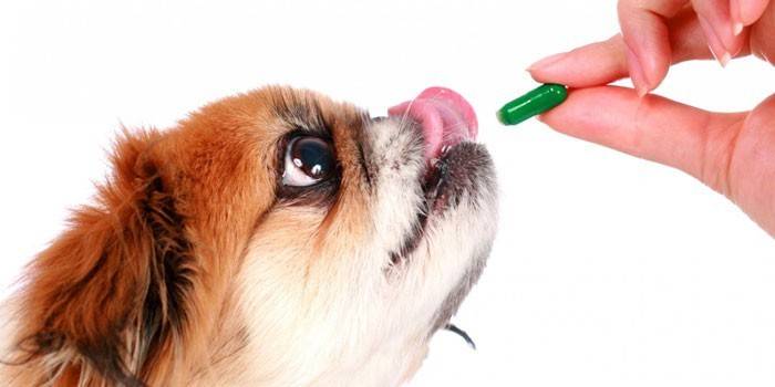 Таблетки від кліщів для собак - інструкція по застосуванню препаратів, побічні ефекти та відгуки