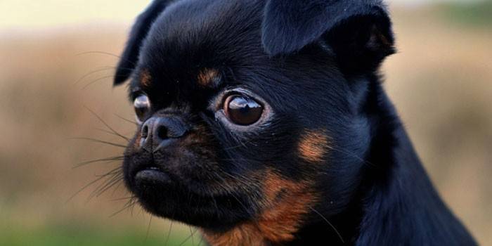 Пті брабансон - характеристика породи, фото дорослих собак та цуценят, ціна