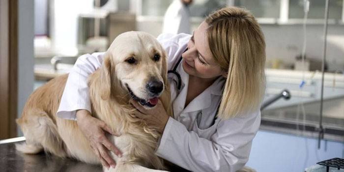 Стерилізація собак - плюси і мінуси, в якому віці можна робити операцію і післяопераційний догляд