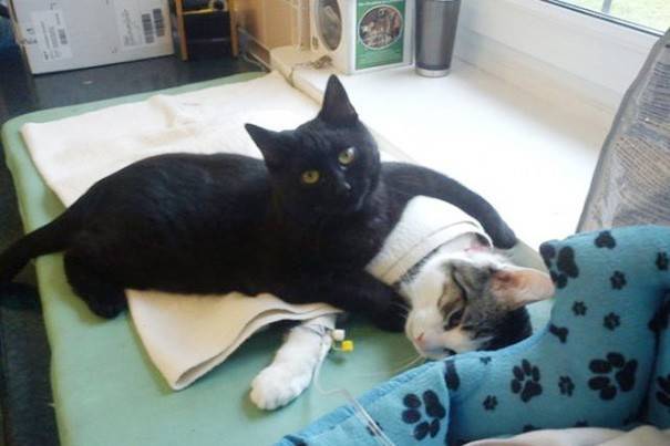 Неймовірний кіт з Польщі піклується про тварин у притулку - медбрат Радеменес