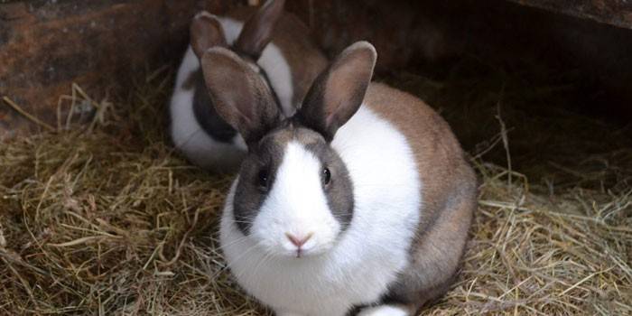 Розведення кроликів в домашніх умовах - умови утримання, вибір порід і догляд для початківців