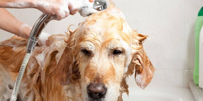 Шампунь від бліх для собак - ефективні засоби та мити тварину зоошампунем
