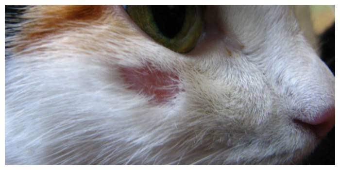 Як виглядає лишай у кішок - різновиди мікроспорії, прояв захворювання на початковій стадії