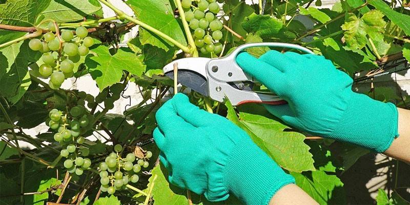 Літня обрізка винограду для початківців: догляд за лозою, відео