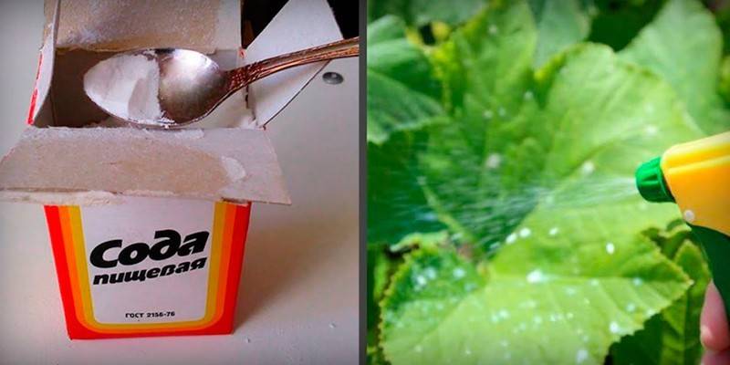 Чим обприскати огірки від попелиці: розчини для захисту рослини