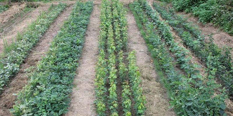 Боротьба з бур'янами на городі по-сучасному: методи видалення трави