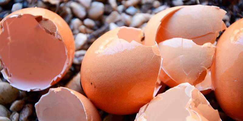 Яєчна шкаралупа як добриво для городу: як застосовувати