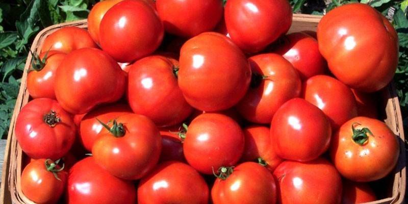Індетермінантні сорти томатів - огляд урожайних гібридів з описом, технічними характеристиками, ціною та фото