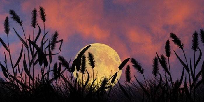 Місячний посівний календар на березень 2018 - сприятливі дні для садіння