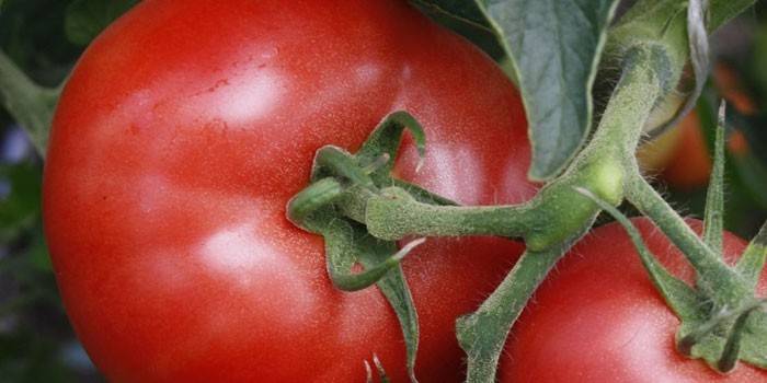 Кращі сорти томатів для теплиць: які помідори найурожайніші, відео