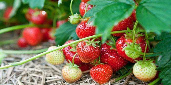 Ремонтантна полуниця: як доглядати за ягодою у відкритому грунті, опис кращих сортів