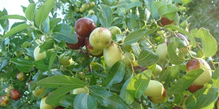 Унабі - властивості ягід дерева зизифуса, вирощування, рецепти приготування