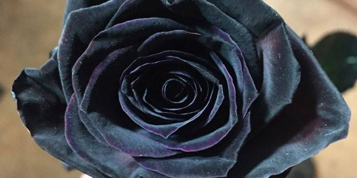 Чорні троянди - де купити, назви сортів і ціна