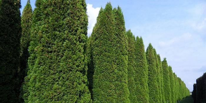 Туя Смарагд - висота дорослої рослини та сорту, застосування в ландшафтному дизайні з фото