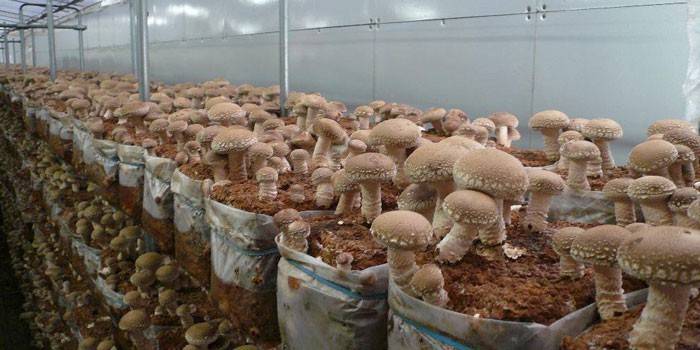 Вирощування грибів вдома: умови