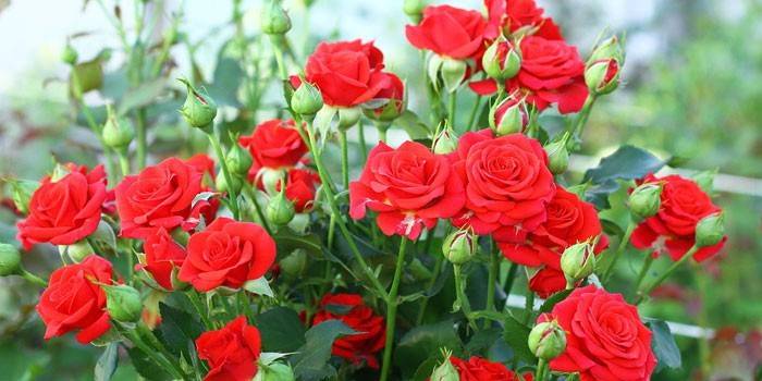 Кущові троянди - опис і назви сортів фото, вирощування і догляд в горщику і саду