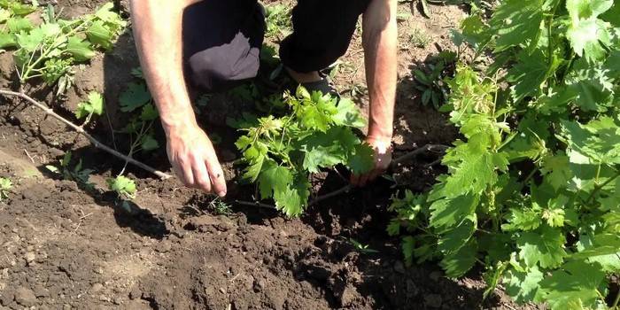 Вирощування винограду з живців в домашніх умовах: правильна технологія живцювання і висаджування рослини на ділянці