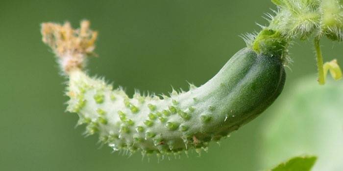 Чому огірки ростуть гачком: основні причини закручування плодів