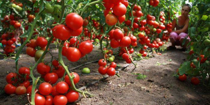 Догляд за помідорами в теплиці: поради садівників про правильному поливі, підгодівлі, пасинкування і пікіровці томатів