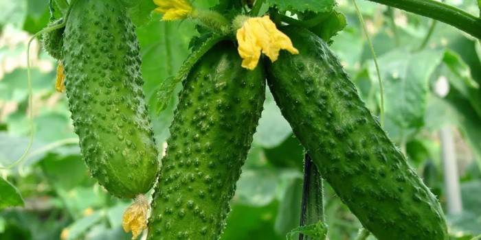Чому жовтіють огірки: причини хвороби плодів пожовклих
