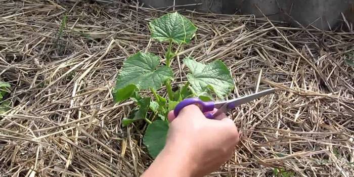 Як прищипувати огірки - інструкція з пікіровці для формування куща і багатого врожаю