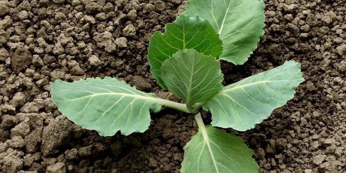 Потрібно обривати нижні листя капусти, корисні поради городникам