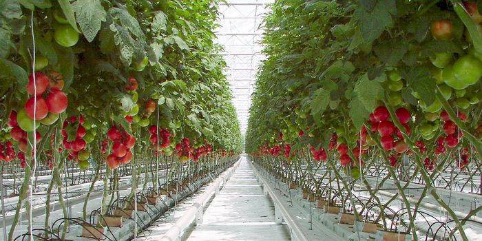 Вирощування помідорів в теплиці з полікарбонату: умови, технологія, режим
