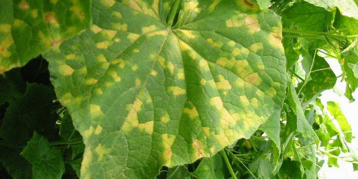 Чим обробити огірки, щоб не жовтіли листя - народні способи і склади коштів
