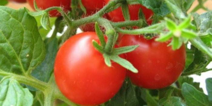 Як пасинкувати помідори правильно, щоб зібрати великий урожай